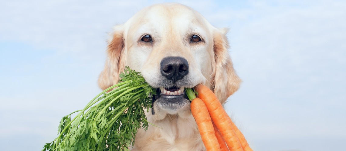 Frutas y verduras que pueden comer los perros