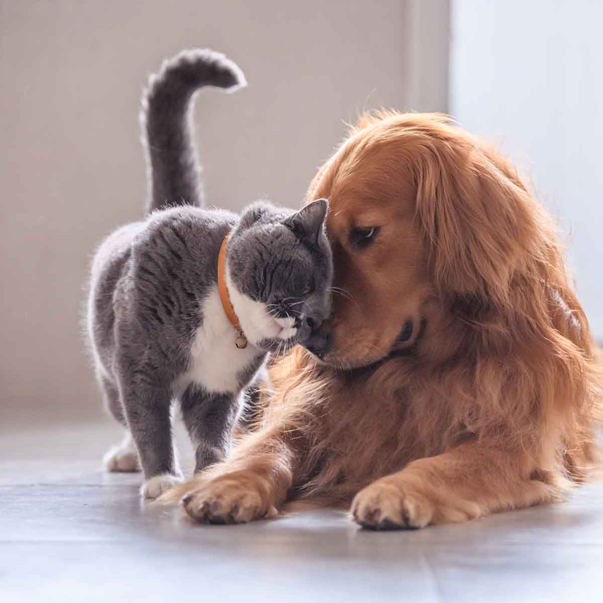 seguro mascotas para perros y gatos